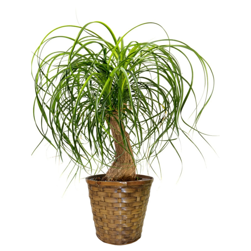 Ponytail Palm - Same Day Delivery