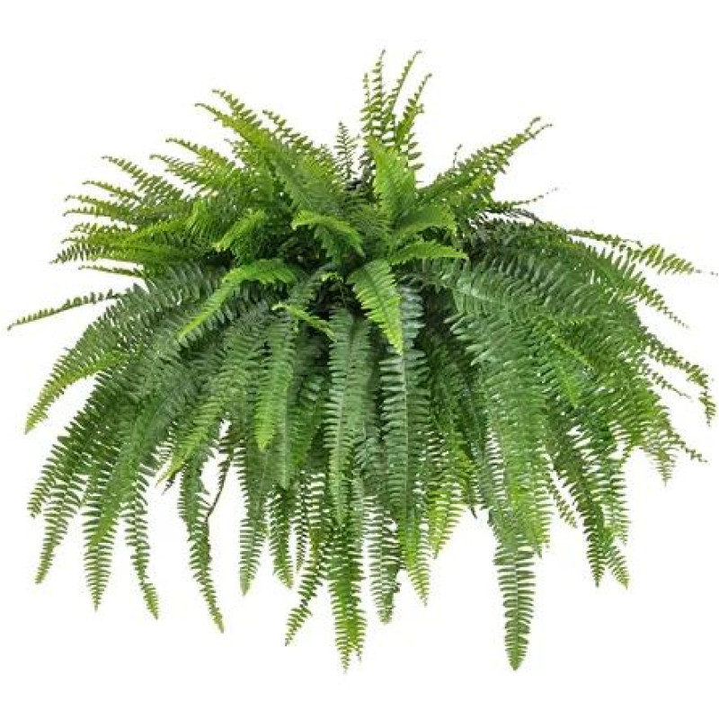 Jumbo Boston Fern - Same Day Delivery