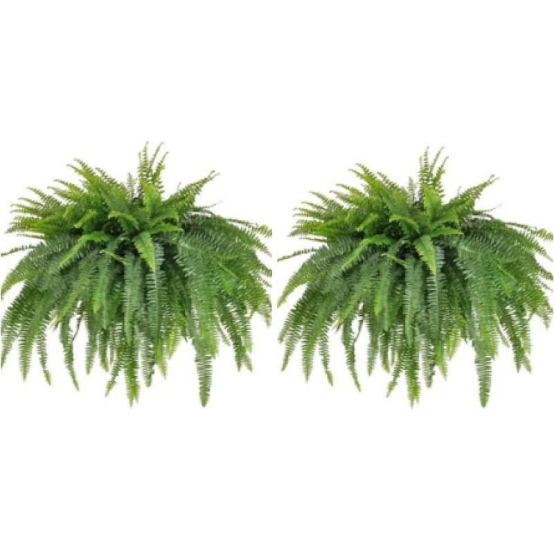 Jumbo Boston Fern - Same Day Delivery