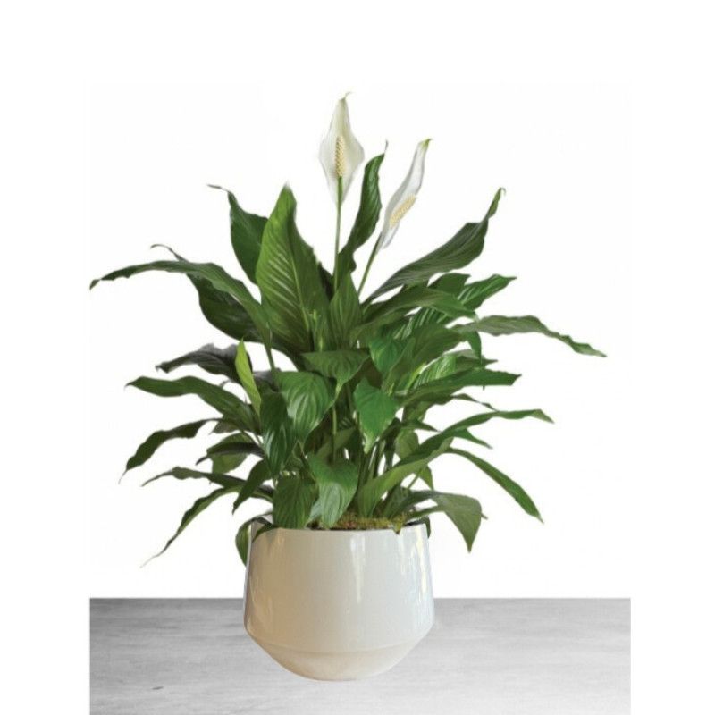 Peace Lily - Same Day Delivery