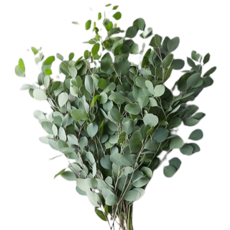 Silverdollar Eucalyptus Bundle - Same Day Delivery